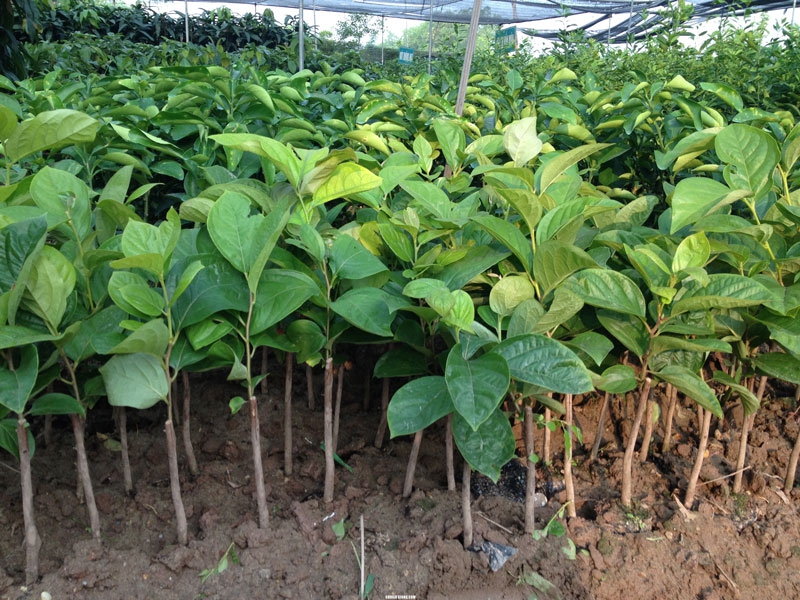 CÂY GIỐNG HỒNG GIÒN NHẬT