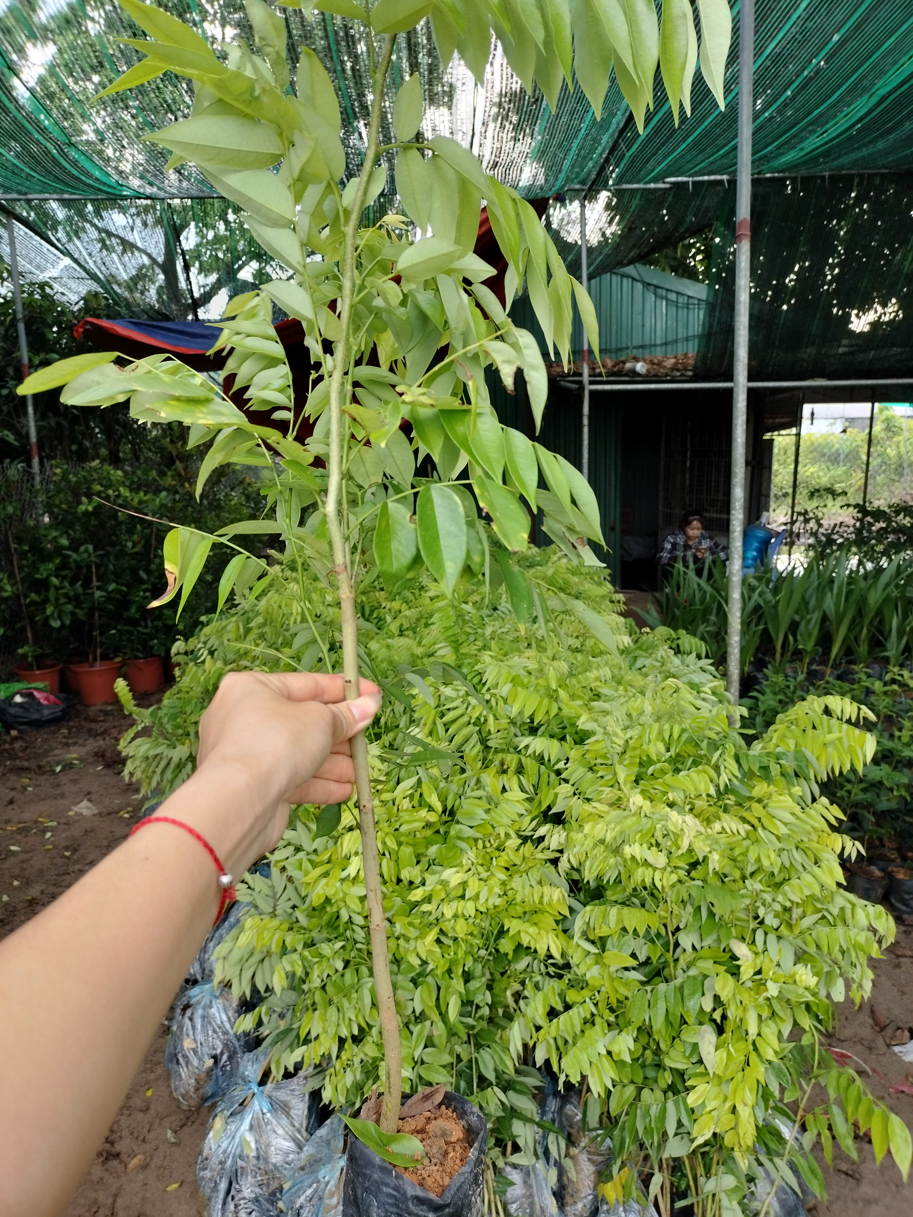 Cây sứa đỏ