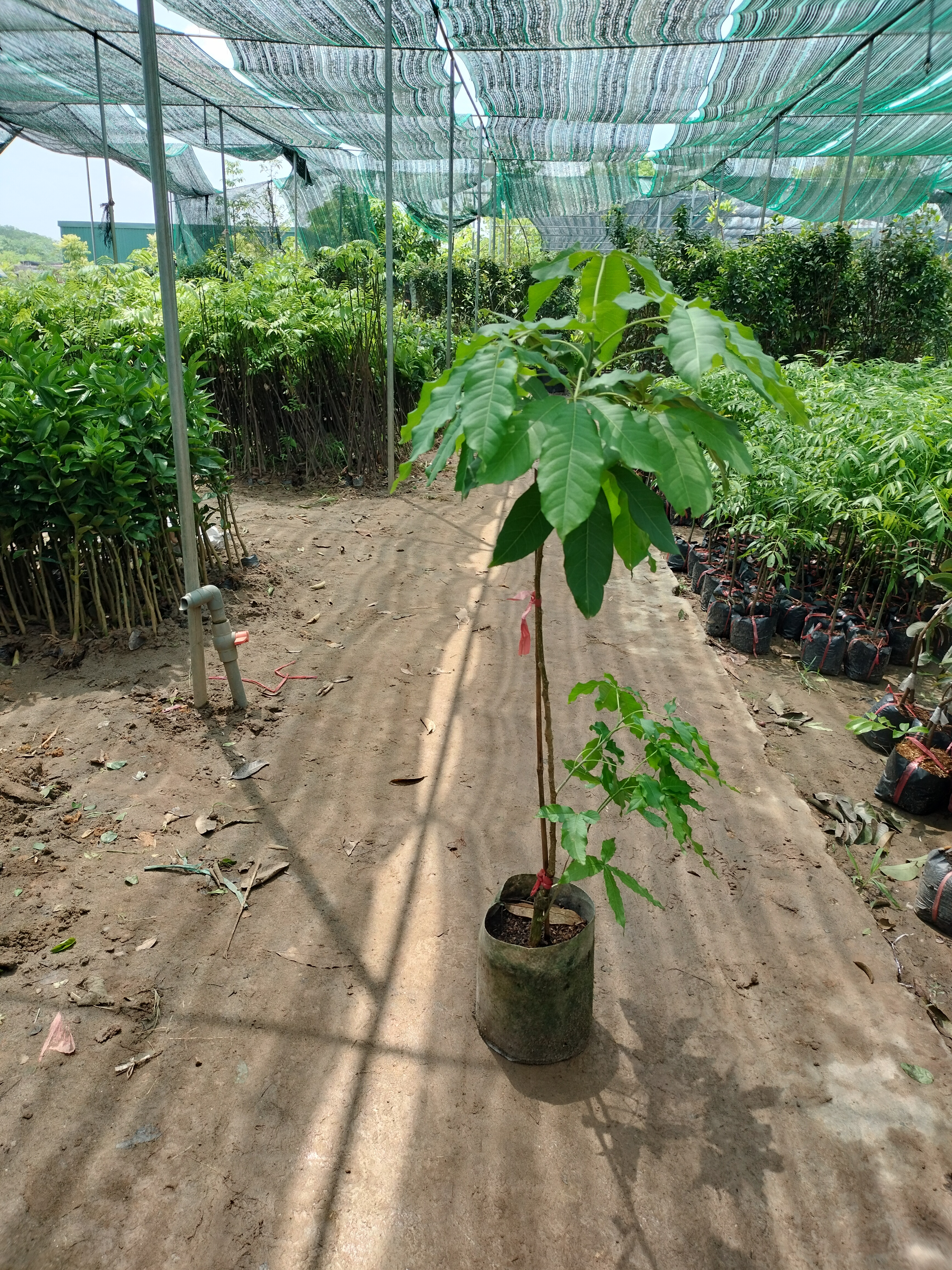 Cây bánh kem