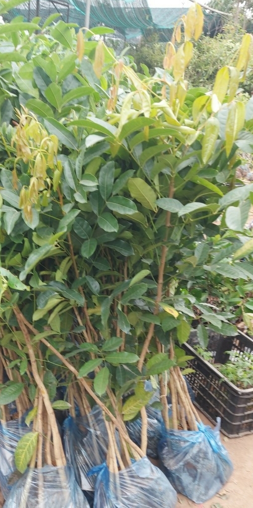 CÂY XÀ CỪ