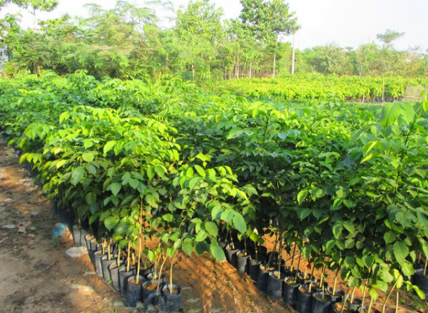 Giáng hương