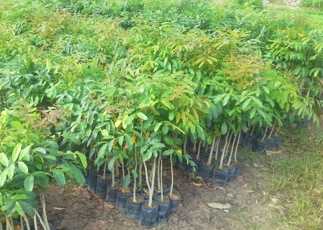 Cây giống xà cừ