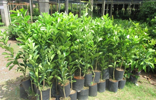 CÂY GIỐNG BƯỞI DIỄN